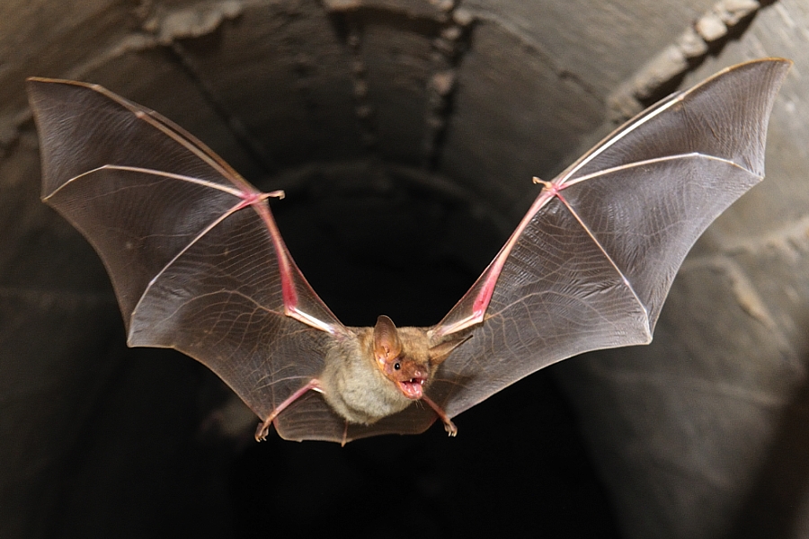 Murciélago volando en la oscuridad de un túnel.