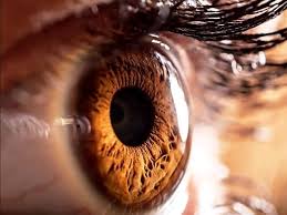 Un ojo marrón en primer plano.