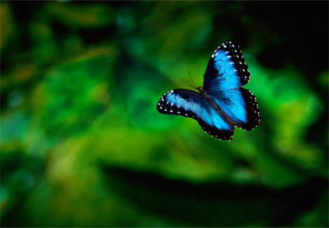 Una mariposa azul volando sobre un fondo de vegetación verde.