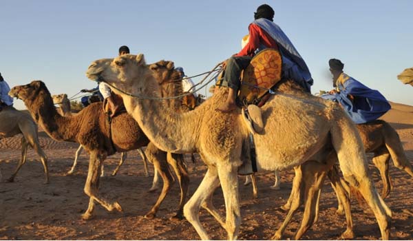 Nómadas en camello
