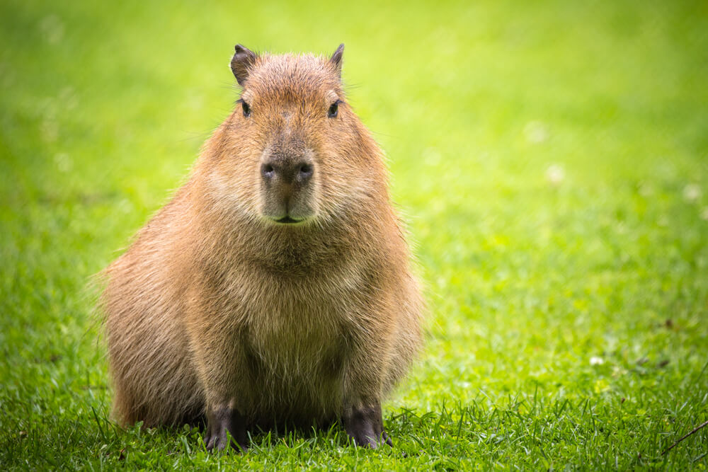 Una capibara mirando a cámara en un campo verde