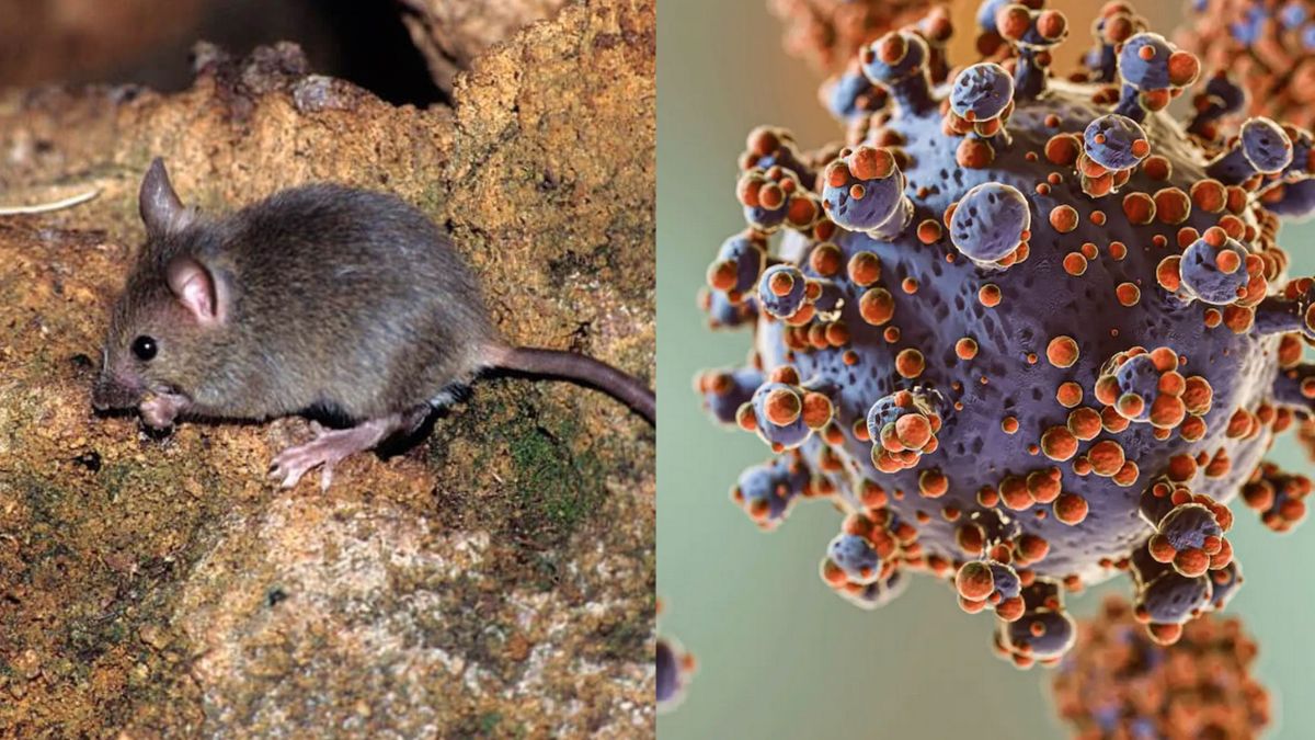 Una imagen de una rata a la izquierda. A la derecha una imagen de un virus visto por un microscopio