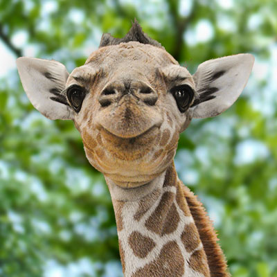 Jirafa mirando a cámara. Parece que esté sonriendo. 
