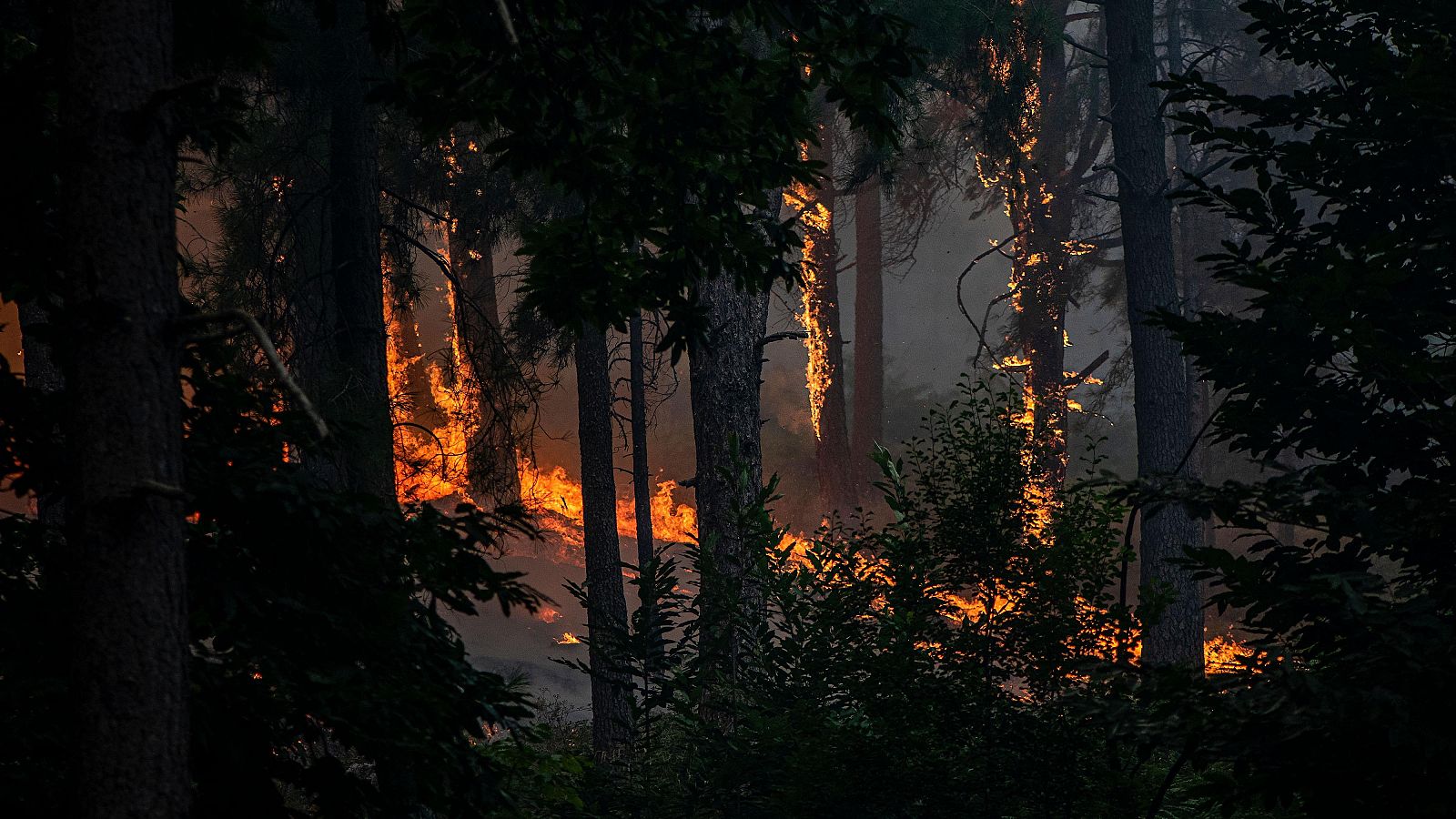 Incendio en un bosque de Ávila.