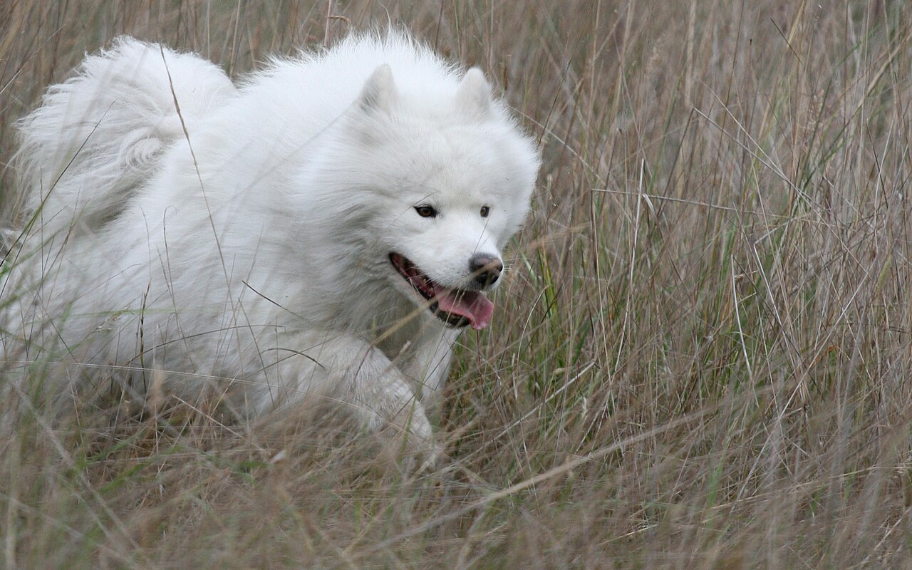 Un samoyedo blanco corriendo entre plantas grisácea.